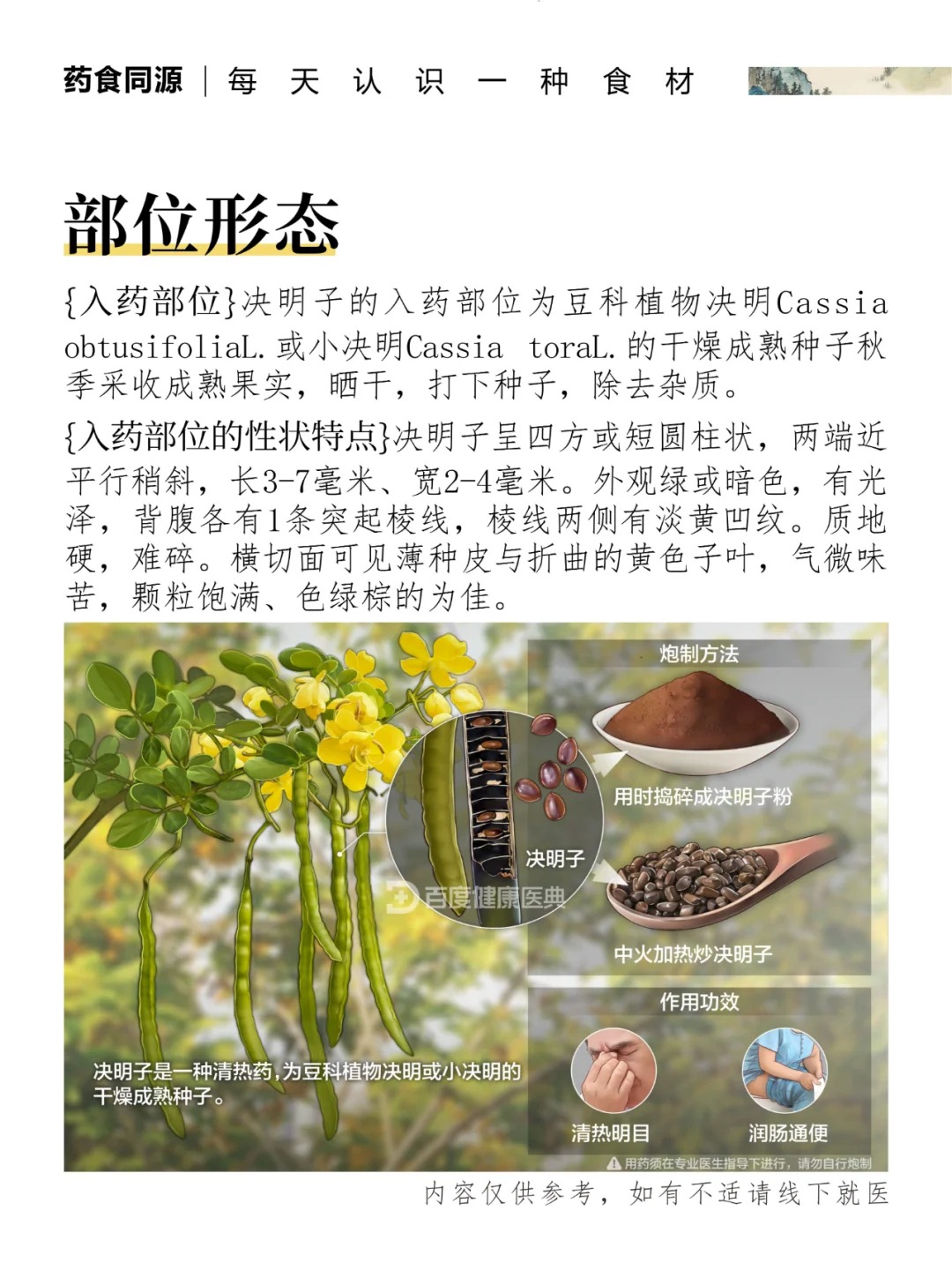 👁决明子｜眼睛的天然守护者。🌿 清肝明目，千年草本智慧结晶。古法传承：《本草纲目》载其"益肾明目"之功。苦甘相伴，给双眼一份自然呵护